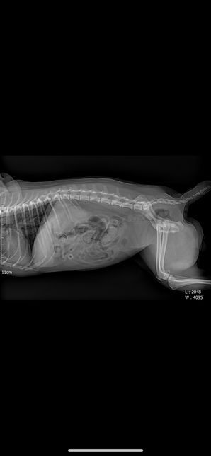 강아지 엑스레이에 문제점 있는지 봐주세요의 1번 째 이미지