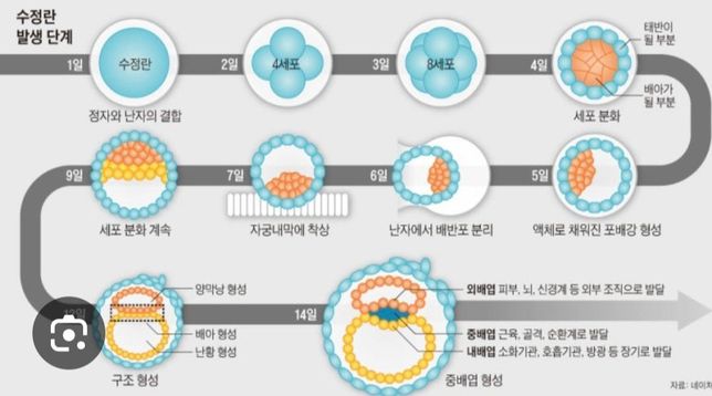 발생학 포배기가 왜 다르게 설명되는지 궁금합니다 ㅜㅜ의 1번 째 이미지