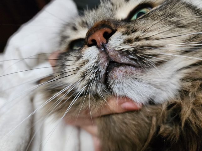 고양이 입가가 너무 촉촉하고 종기같은게 나있는데 아픈걸까요?의 0번 째 이미지