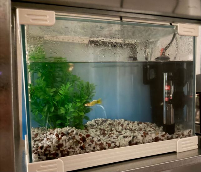 첫 구피 어항 , 구피 상태 궁금합니다..!의 0번 째 이미지