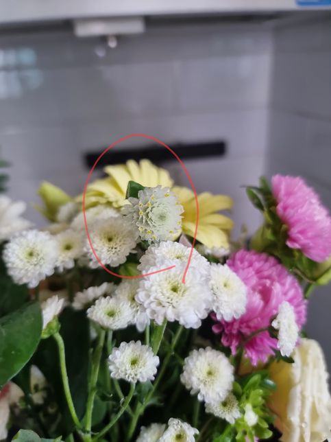 여기 꽃 세 개 각각 이름이 뭔지 궁금합니다의 0번 째 이미지