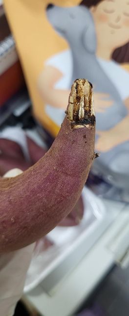 고구마가 상한건가요? 임산부라 조심스러운데 잘라내고 먹어도되나요의 0번 째 이미지