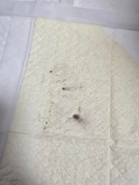 강아지 오줌에 피같은게 섞여나온 것 같아요 ㅠㅜ의 1번 째 이미지