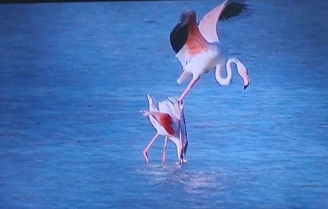 홍학은 왜 다른 동물들이 살기 힘든 탁한 물에서도 잘 견디나요?의 0번 째 이미지