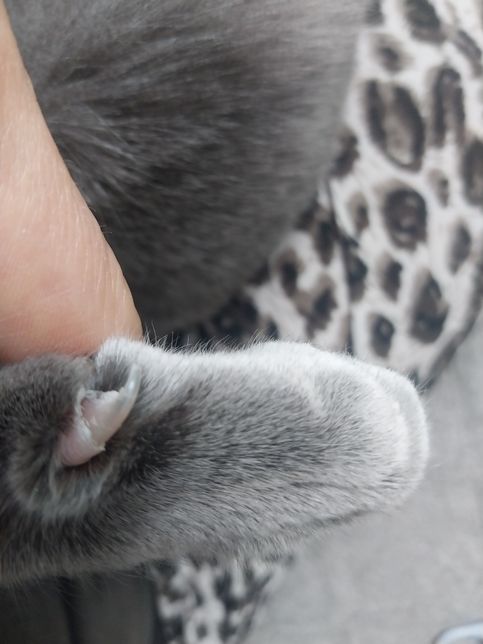 고양이 발톱이 이상한데 왜그럴까요?의 0번 째 이미지