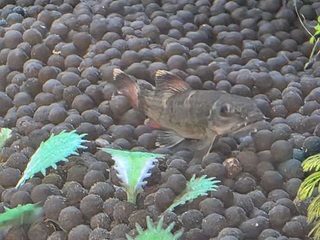 이물고기가 어떤종류인지 알수있을까요?의 2번 째 이미지