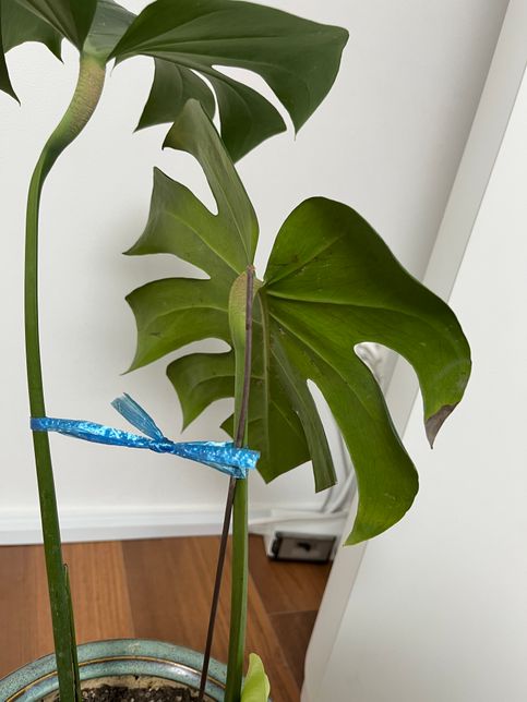 몬스테라 당근으로 가져왔는데 영 시들시들해요ㅠ 어떻게 기운나게 해야할까요?의 2번 째 이미지