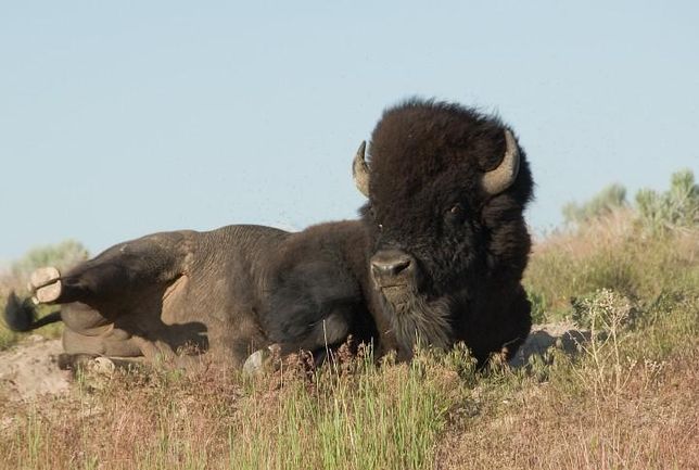 인도들소(가우르)와 아메리카들소(바이슨)에 이어 세번째로 큰 야생의 소는 누구인가요?의 1번 째 이미지