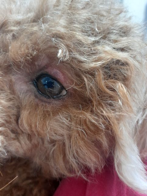 눈꺼풀위에 빨간물집?혹같은게 갑자기 생겼는데 왜그럴까요?의 1번 째 이미지