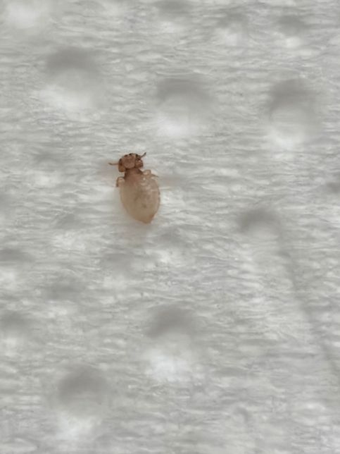 이 진드기 정확한 이름이 무엇인가요?의 0번 째 이미지