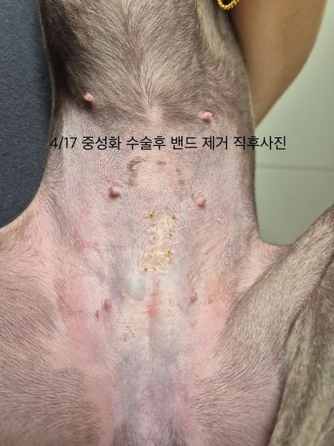 4살강아지 중성화 후 수술부위 근처 파란 몽우리가 생겼습니다. 물혹인지, 유선종양일까요?의 2번 째 이미지