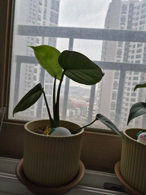 몬스테라 키우고 있는데 줄기가 무거운지 아래로 자라요의 1번 째 이미지