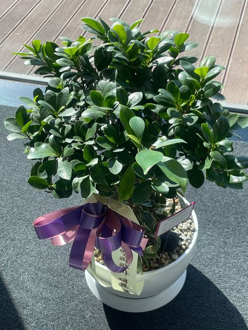 똥손에게 화분 물주는 양과 횟수 좀 알려주세요 ㅠㅠ의 2번 째 이미지