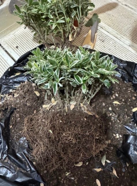 식물 이름이 무엇인지 알려주실 분 있나요?의 1번 째 이미지