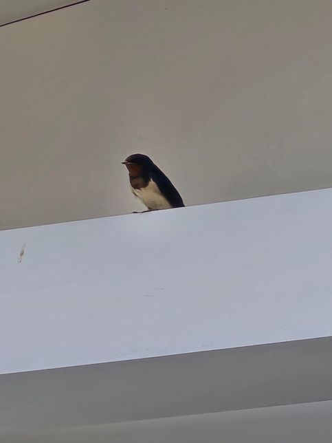 제비가자유롭게드나드는식당이있어요의 0번 째 이미지