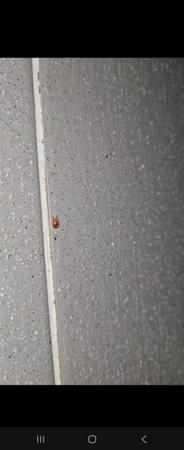 이 벌레가 혹시 권연벌레 일까요???의 2번 째 이미지