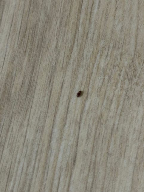 이 벌레 뭔가요 제발 알려주세요 ㅠㅠㅠㅠ의 0번 째 이미지