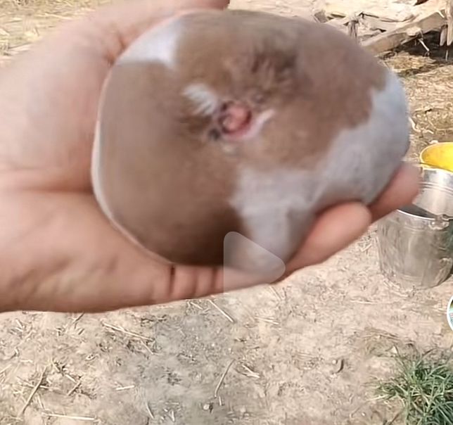 혹시 이게 정확히 뭔가요? 소가 낳은 건데 무슨 저게 저렇게 되어있어도 살아있는 거라던데 정확히 뭐죠의 0번 째 이미지