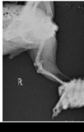 강아지 엑스레이 슬개골 탈구랑 십자인대 봐주세요ㅠㅠ의 1번 째 이미지