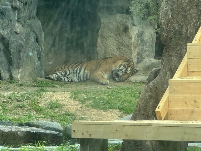 우리나라 야생에 꽃사슴이 방류되더라도 유해조수로 지정해서 죽이는 대신 호랑이와 늑대, 반달곰을 복원할 때 사냥감으로 활용해도 될까요?의 1번 째 이미지