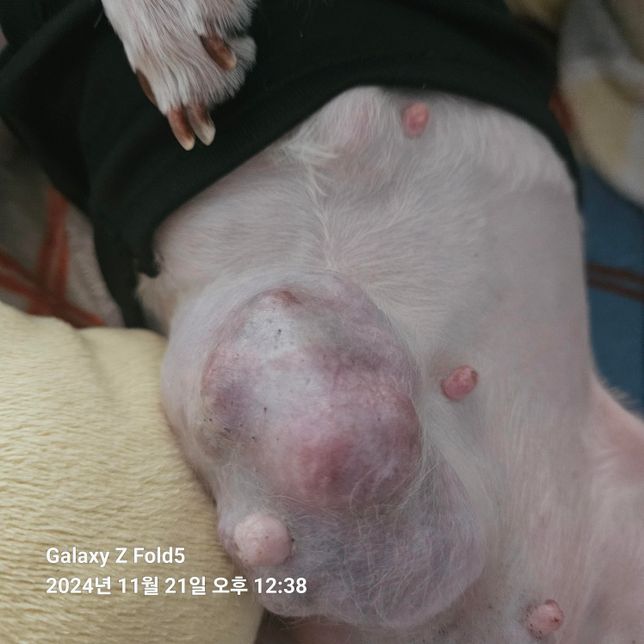 말티즈 노령견 유선종수술 시켜야될지의 0번 째 이미지