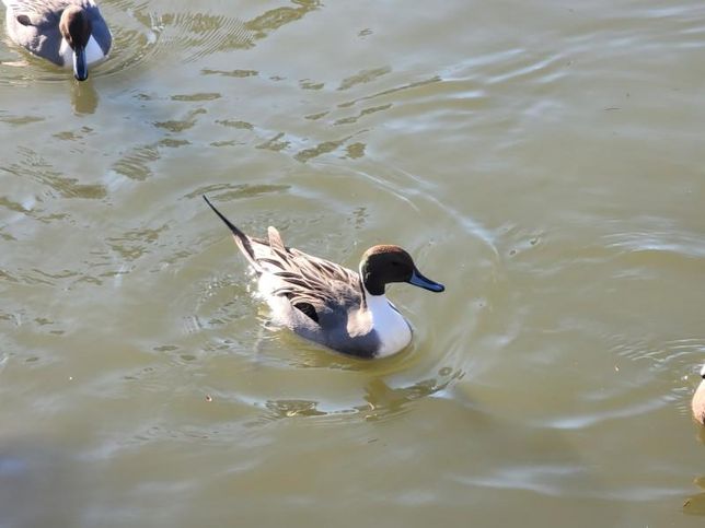 청둥오리나 고방오리 같은 야생 오리는 왜 밤에 얕은 습지대에서도 활동하나요?의 1번 째 이미지