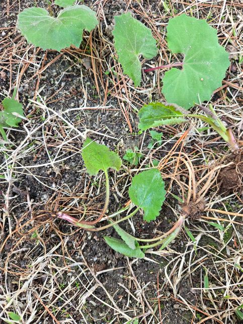 곰취? 솜취? 산에서 캔 산나물 맞나요?의 0번 째 이미지