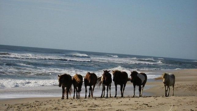 사람이 키우는 말도 타려고 하거나 사료를 주려다 발로 차거나 물어서 죽일 수 있나요?의 3번 째 이미지