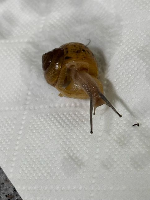 달팽이 패각 깨져도 살아갈수 있을까요?의 1번 째 이미지