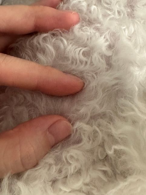 비숑 가슴쪽에(?) 하얀색 혹(?) 같은게 있는것 같은데 괜찮을까요…?의 0번 째 이미지