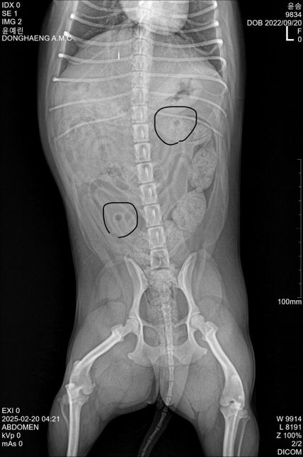 강아지 엑스레이 이거 결석인가요?ᩚ의 0번 째 이미지