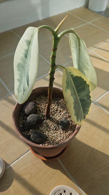 수채화고무나무 입쳐지고 입떨어진 이유의 1번 째 이미지