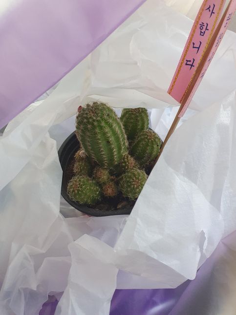 선인장 종류가어떤건지 궁금해서 질문합니다의 0번 째 이미지