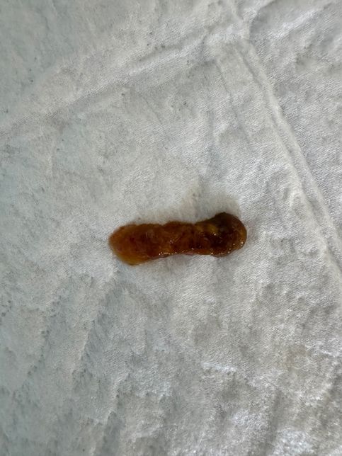 강아지가 점액변 설사를 합니다. 왜 그러는거죠?의 1번 째 이미지