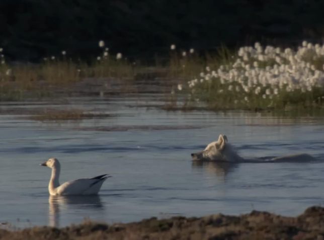늑대는 정말로 땅 위에 사는 동물치고는 물을 좋아할까요?의 2번 째 이미지