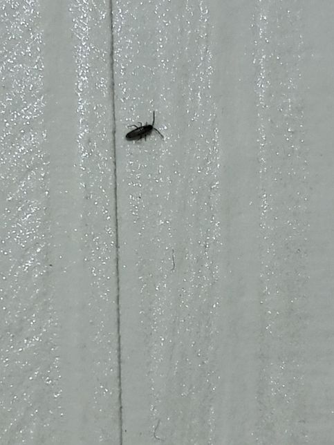 무슨 벌레일까요? 갑자기 벽지에 생겼어요의 3번 째 이미지