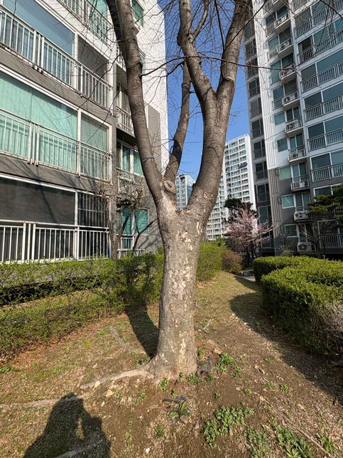 이 나무 이름이 무엇인지 아시는분 계실까요의 1번 째 이미지