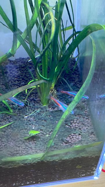 어항에 이런 이끼가 생기는데 무슨 이끼인가요?의 0번 째 이미지