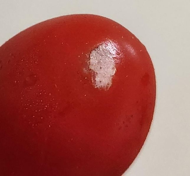 방울토마토 (미니스낵토마토) 흰색 반점? 뭘까요?의 0번 째 이미지