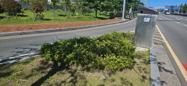 나무 이름 질문드립니다. 3종류에요.의 2번 째 이미지