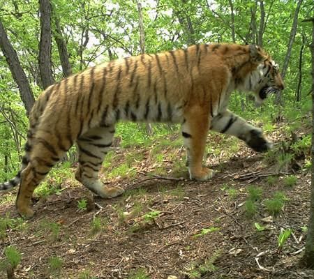 맹금류는 정말 맹수에 약한 새인가요?의 3번 째 이미지
