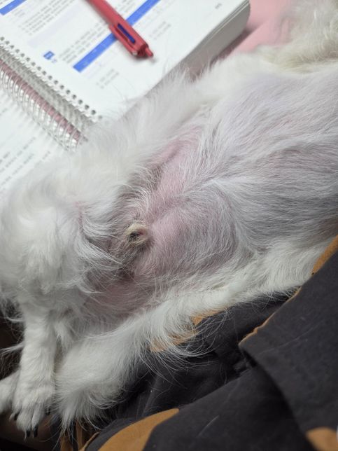 남자 강아지 생식기랑 갈비뼈 사이 공간에 동드란거 만져짐의 0번 째 이미지