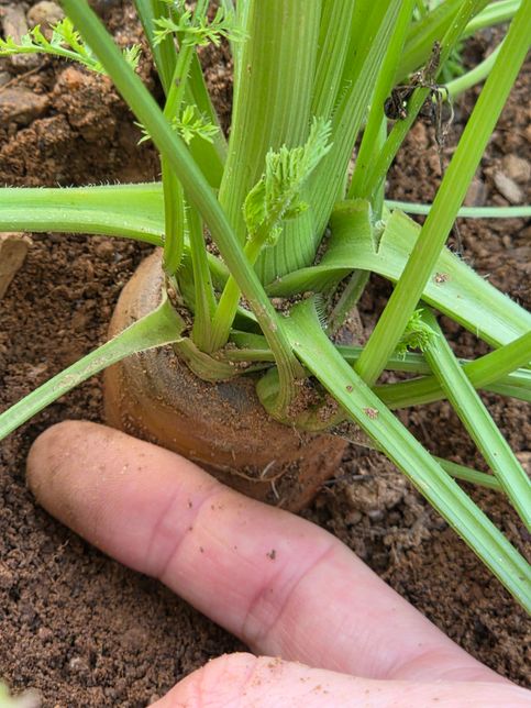 언제 수확해야할지 제 당근봐주실수 있을까요?의 0번 째 이미지