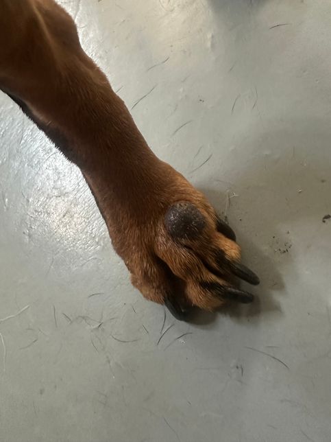 강아지 발등에 검은색 혹, 종양 같은게 있습니다.의 0번 째 이미지