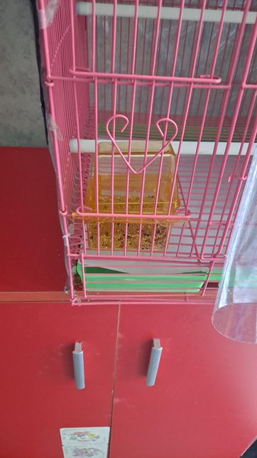 새키우기에 대해서 질문 합니다.~~~~의 0번 째 이미지