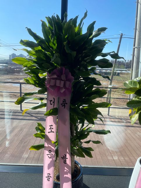 똥손에게 화분 물주는 양과 횟수 좀 알려주세요 ㅠㅠ의 1번 째 이미지