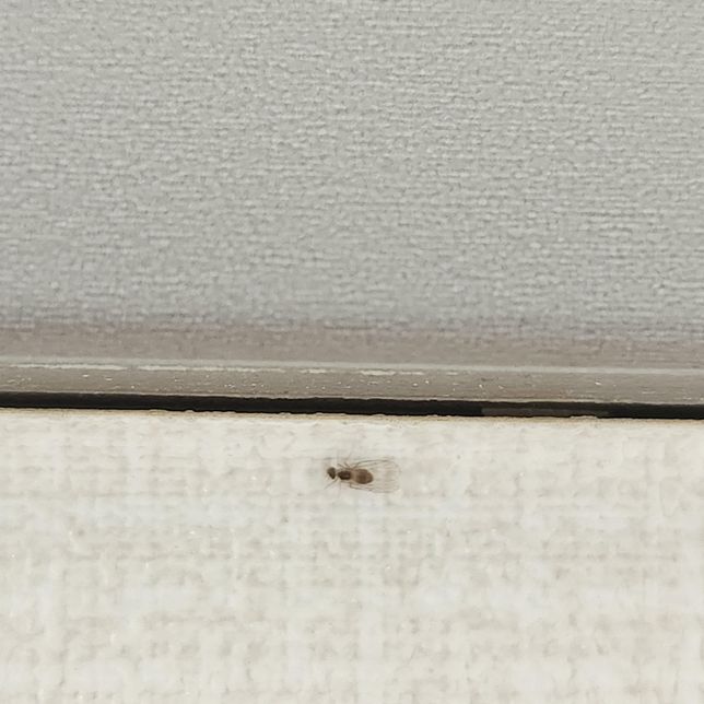 이 사진속 벌레는 무엇인가요????의 1번 째 이미지