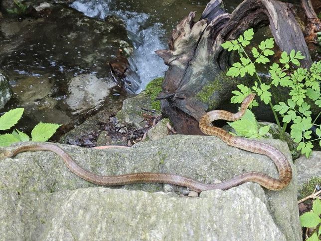 우리나라에서 가장 번식과 방류를 통해 보호활동을 펼치고 있는 양서류와 파충류는 금개구리와 남생이, 구렁이 밖에 없어요?의 2번 째 이미지