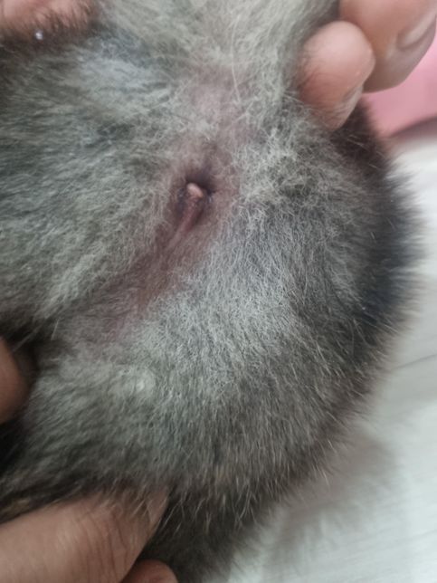 강아지 똥꼬 모양 이거 정상인가요??(전문가 분들만)의 0번 째 이미지