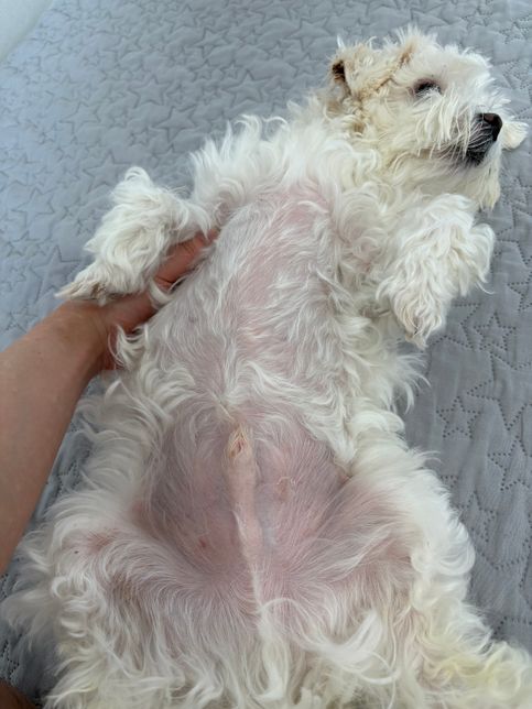 혈소판감소증 판정받고 약물치료중인데요의 1번 째 이미지